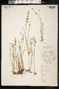 Juncus alpinoarticulatus image