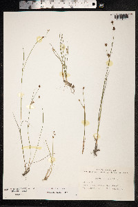 Juncus alpinoarticulatus image