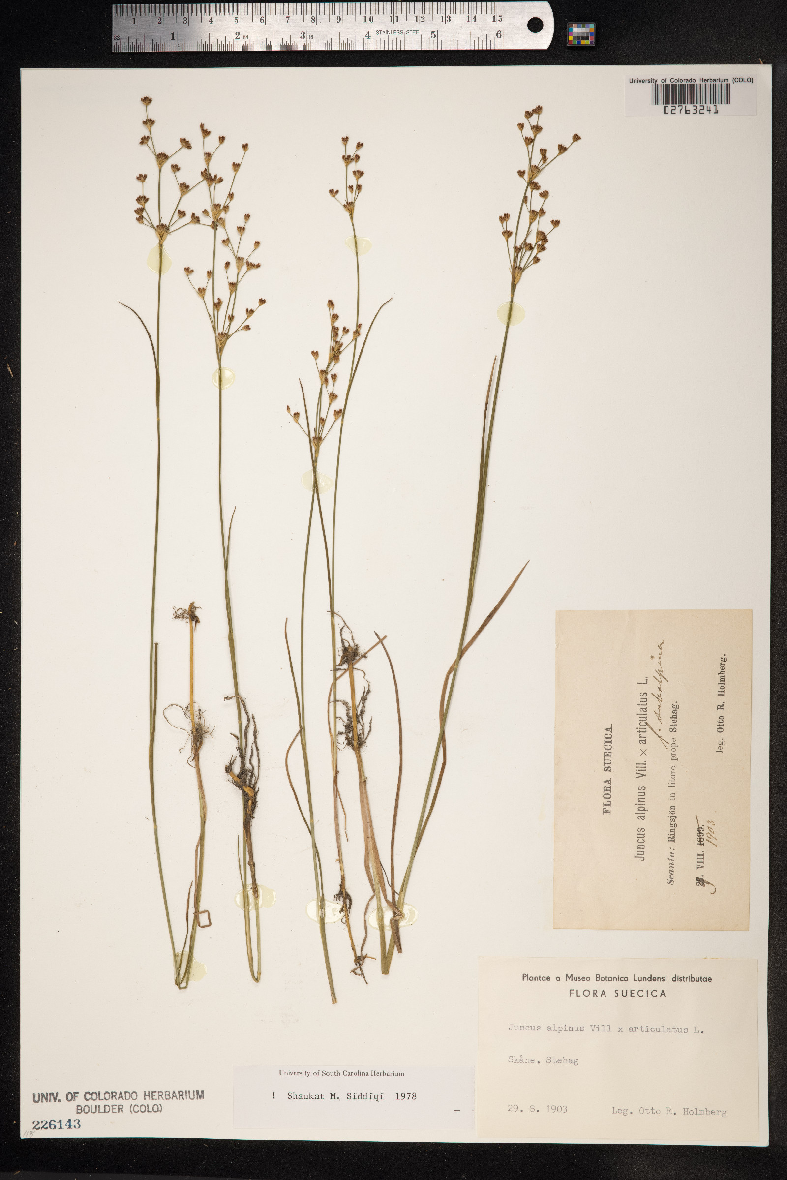 Juncus alpinoarticulatus image