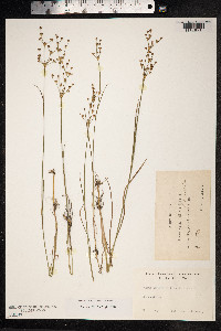 Juncus alpinoarticulatus image