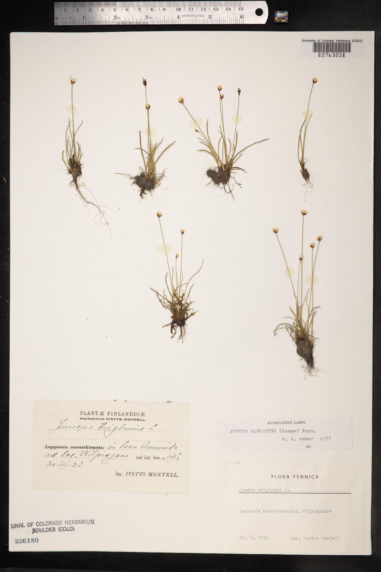 Juncus triglumis var. albescens image