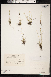 Juncus triglumis image