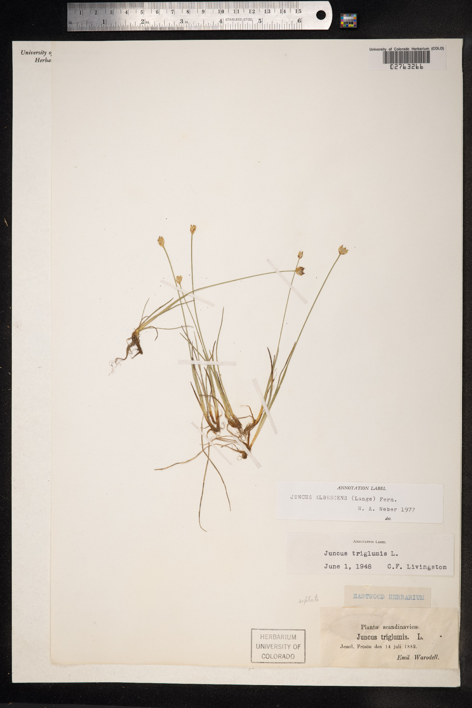 Juncus triglumis image