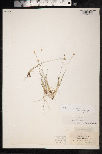 Juncus triglumis var. albescens image