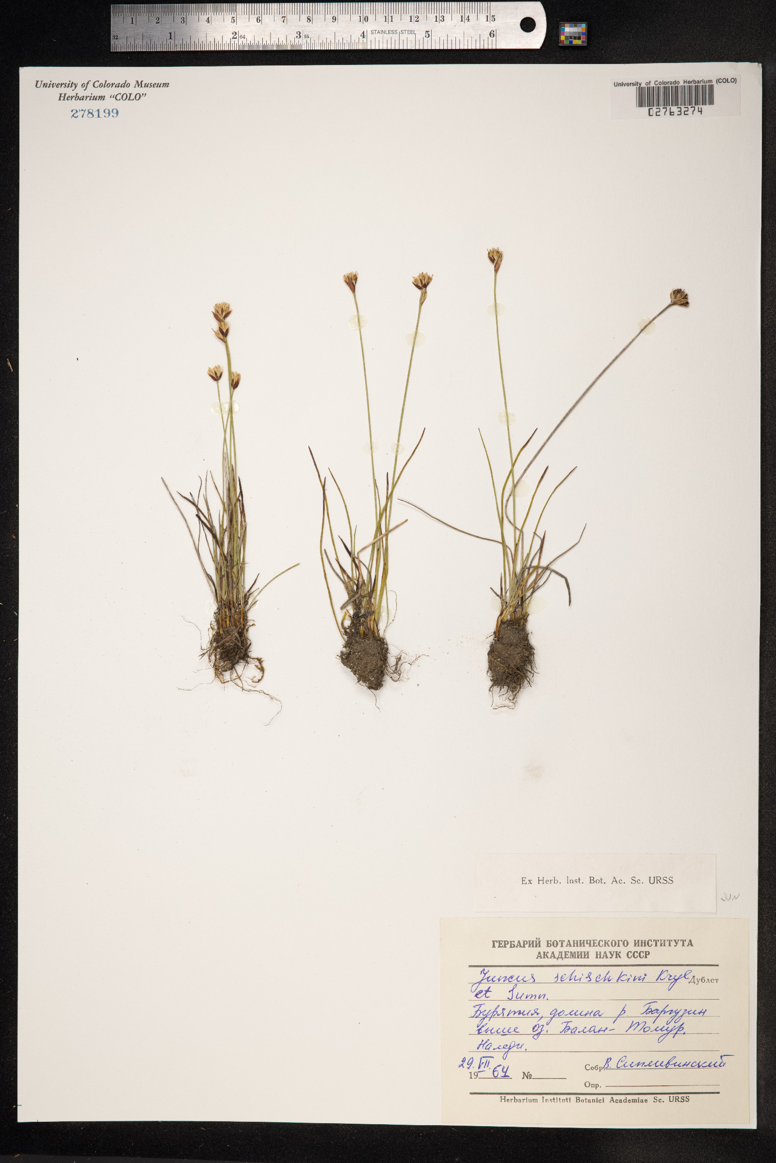 Juncus triglumis image
