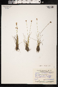 Juncus triglumis image