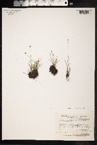 Juncus triglumis image