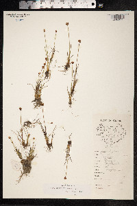 Juncus triglumis image