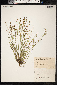 Juncus alpinoarticulatus image