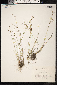 Juncus alpinoarticulatus image
