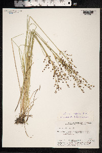 Juncus alpinoarticulatus image