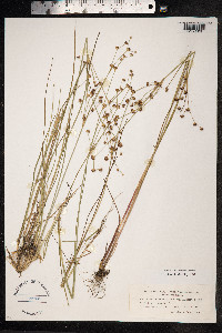 Juncus alpinoarticulatus image