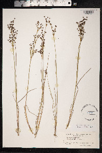 Juncus alpinoarticulatus image