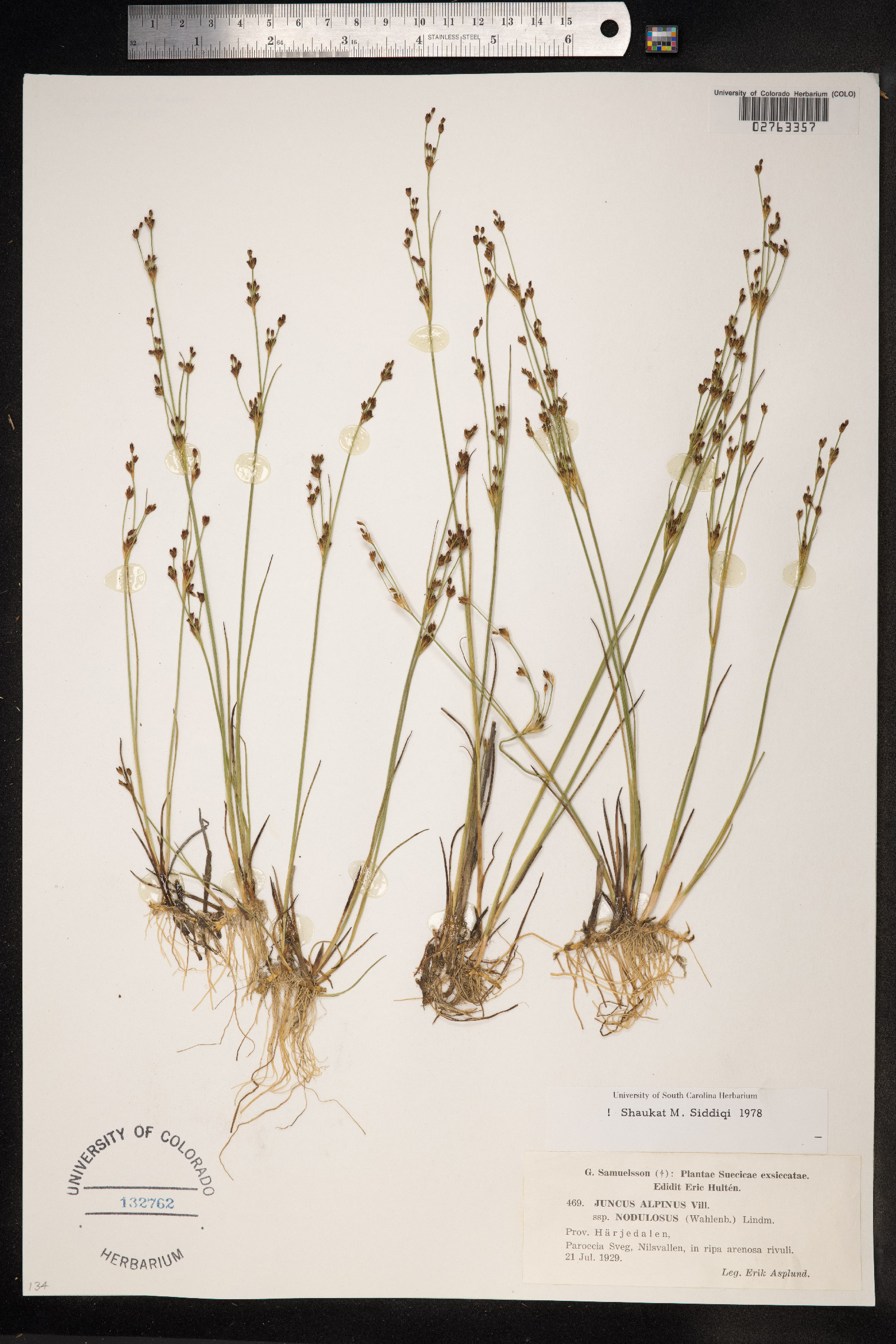 Juncus alpinoarticulatus image