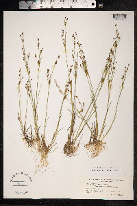 Juncus alpinoarticulatus image