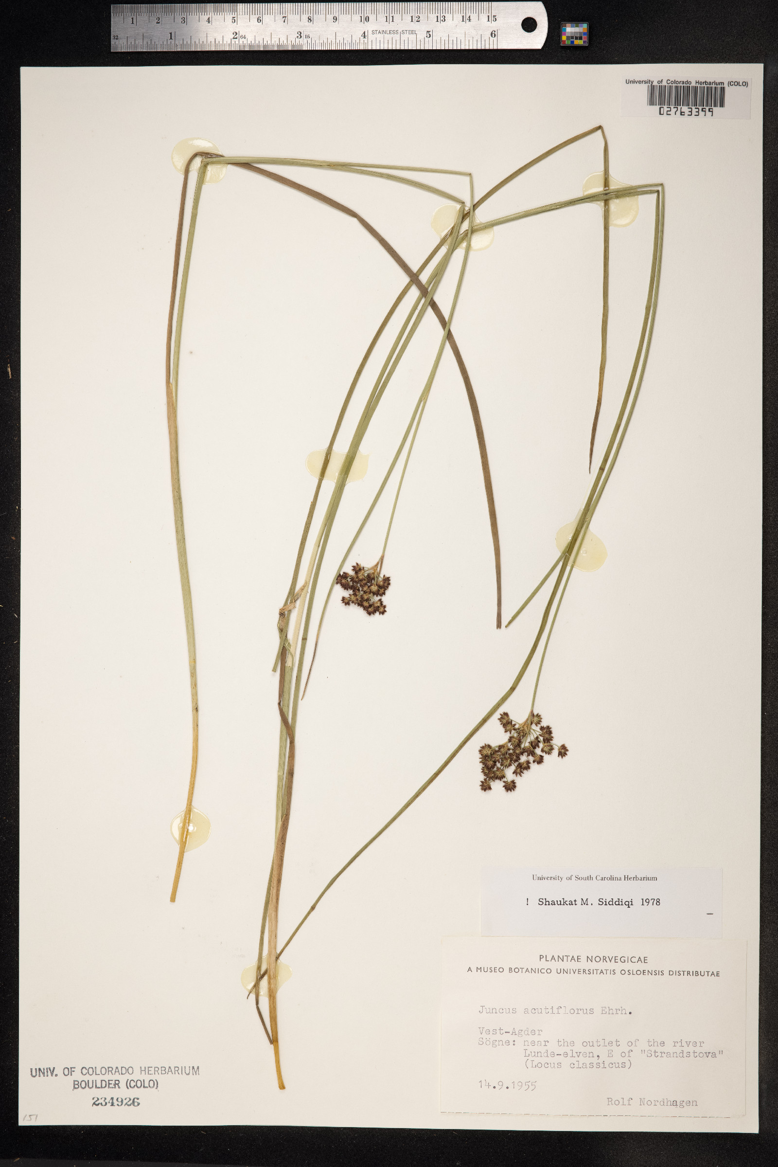 Juncus acutiflorus image