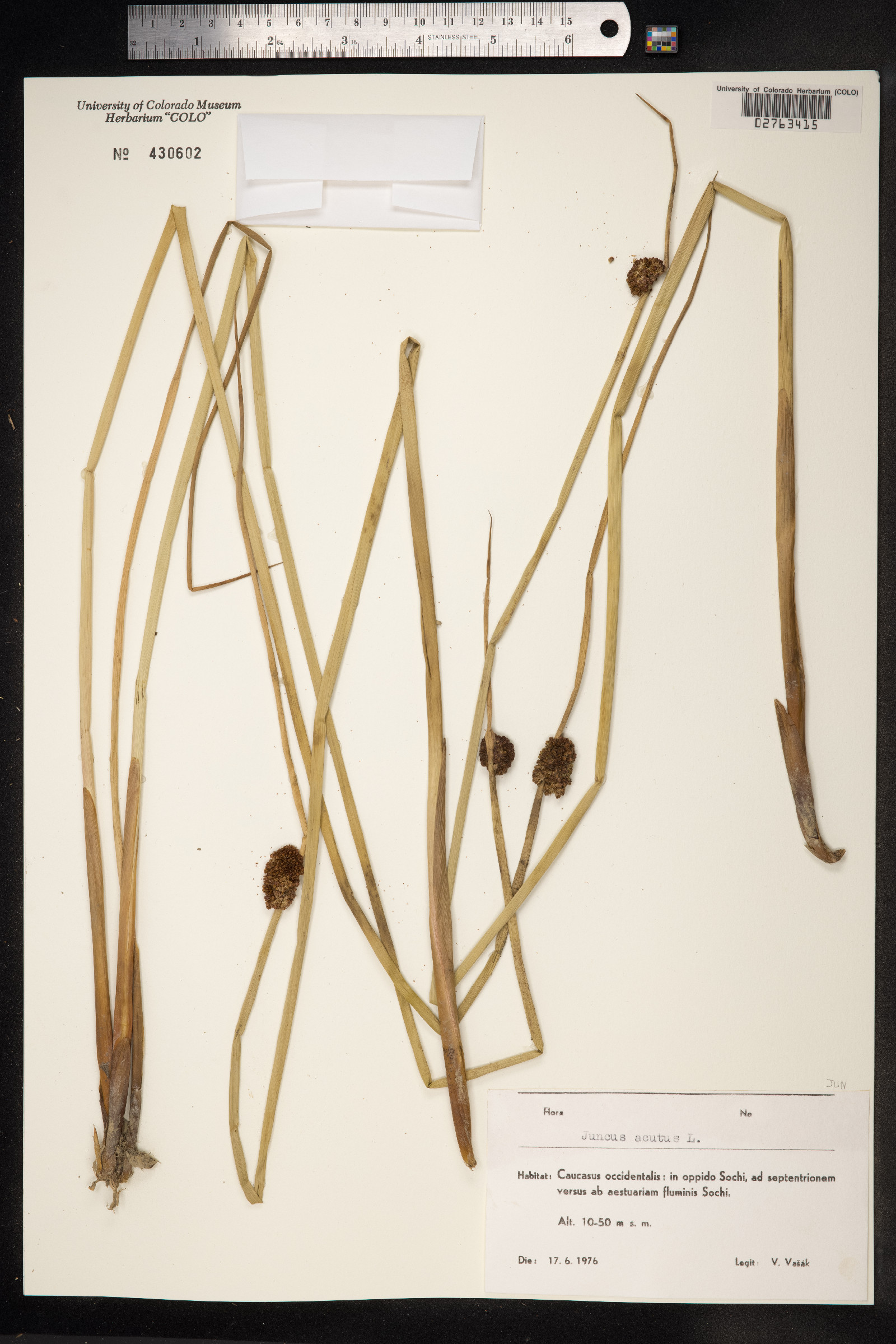 Juncus acutus image