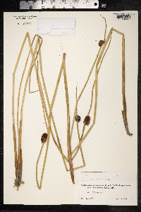 Juncus acutus image