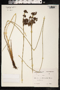 Juncus acutus image
