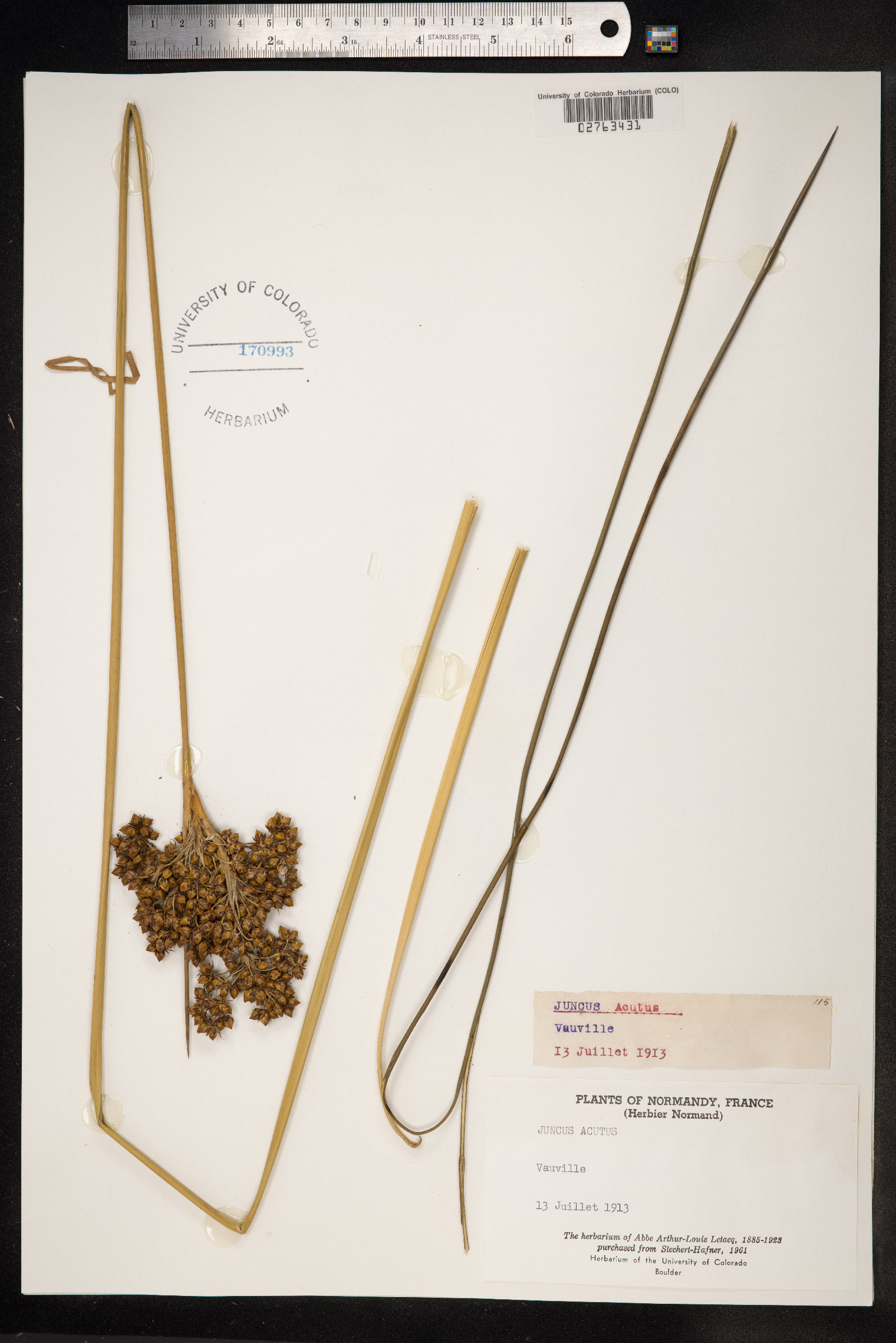 Juncus acutus image