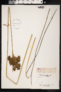 Juncus acutus image