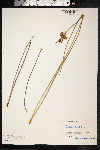 Juncus acutus image