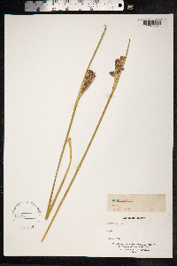 Juncus acutus image