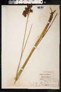 Juncus acutus image