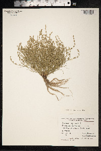 Juncus bufonius image