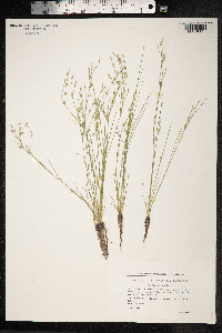 Juncus bufonius image