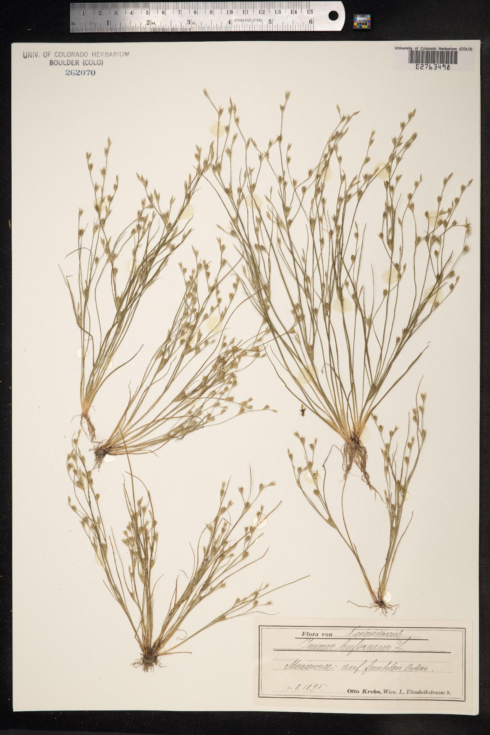 Juncus bufonius image