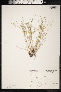 Juncus bufonius image