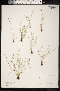 Juncus bufonius image