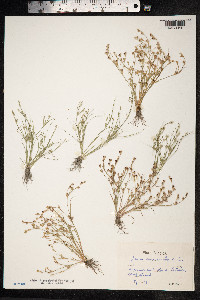 Juncus bufonius image