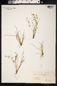 Juncus bufonius image