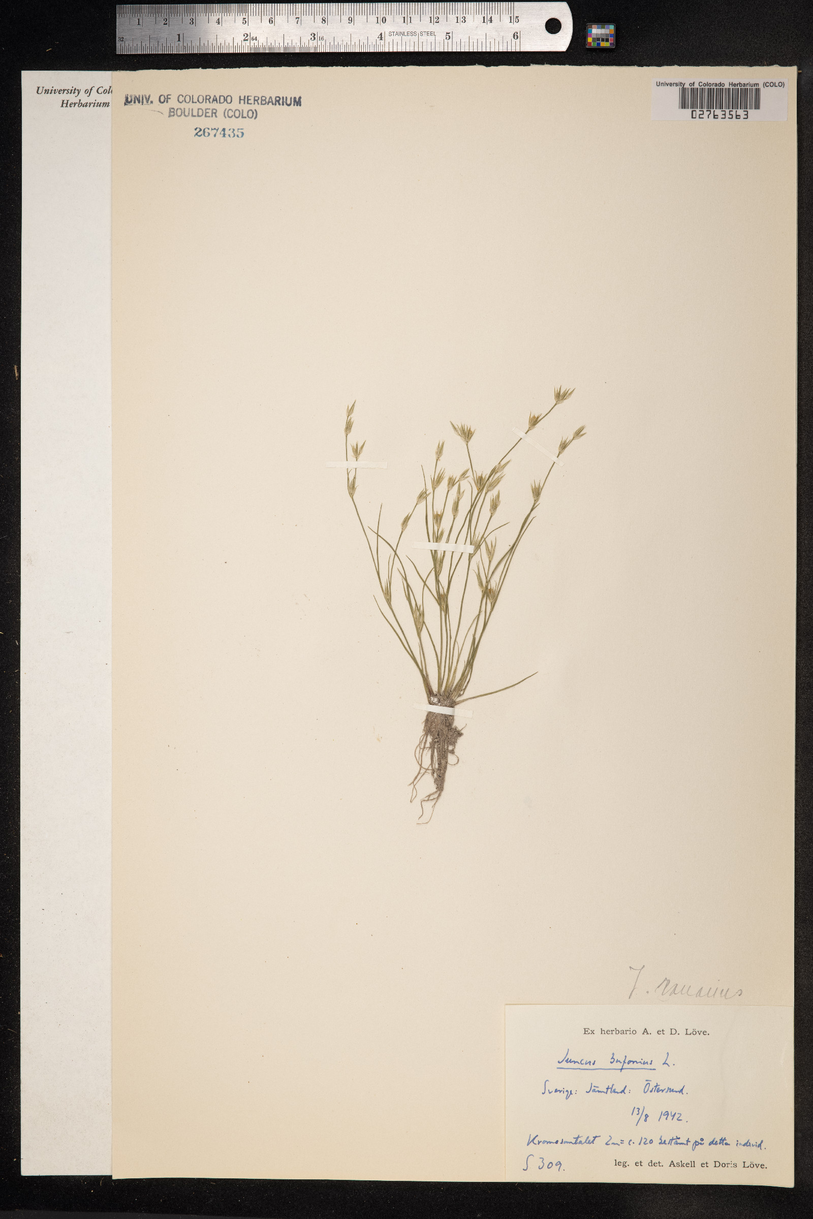 Juncus bufonius image