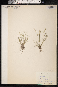 Juncus bufonius image