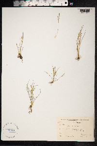 Juncus bufonius image