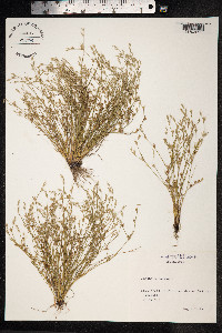 Juncus bufonius image