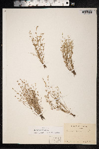 Juncus bufonius image