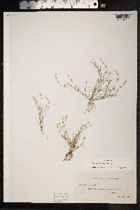Juncus bufonius image