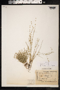 Juncus bufonius image