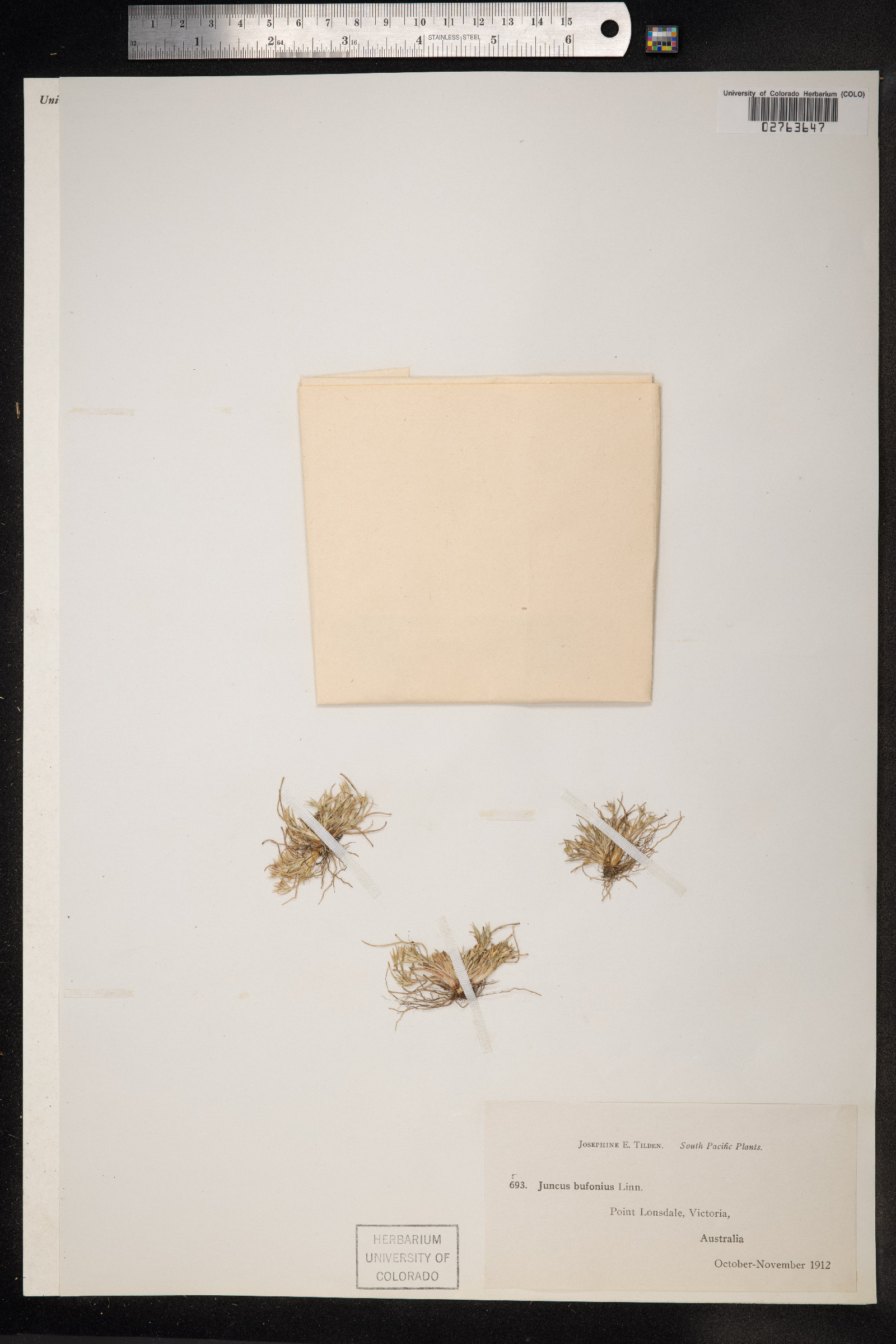 Juncus bufonius image