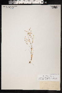 Juncus bufonius image