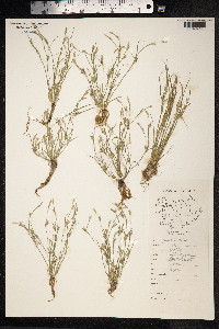 Juncus bufonius image