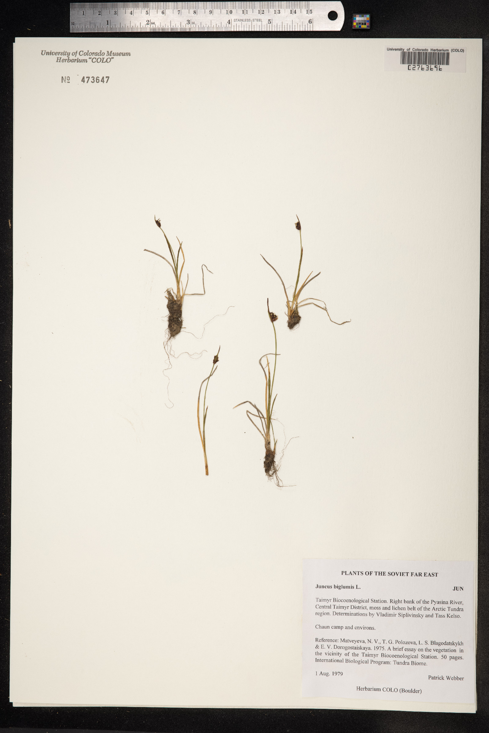 Juncus biglumis image