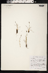 Juncus biglumis image
