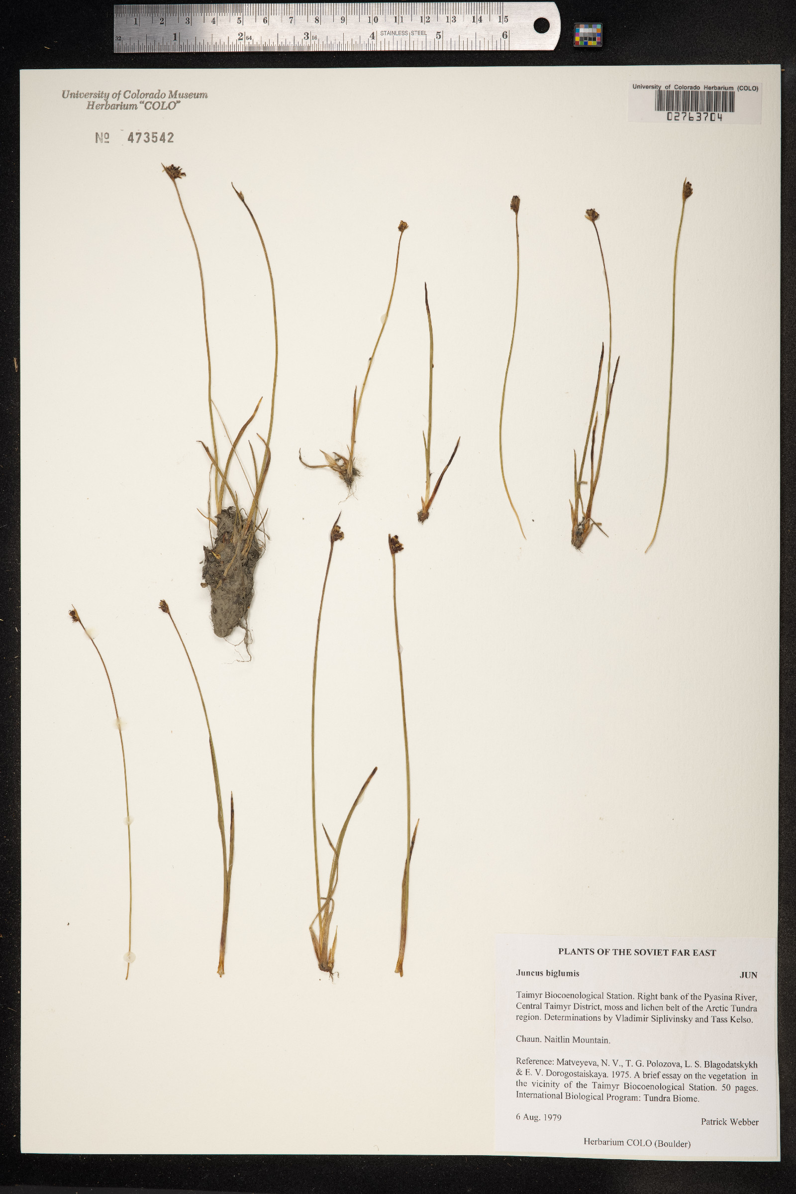 Juncus biglumis image