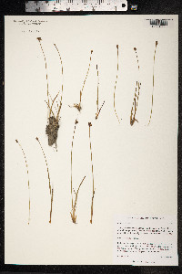 Juncus biglumis image