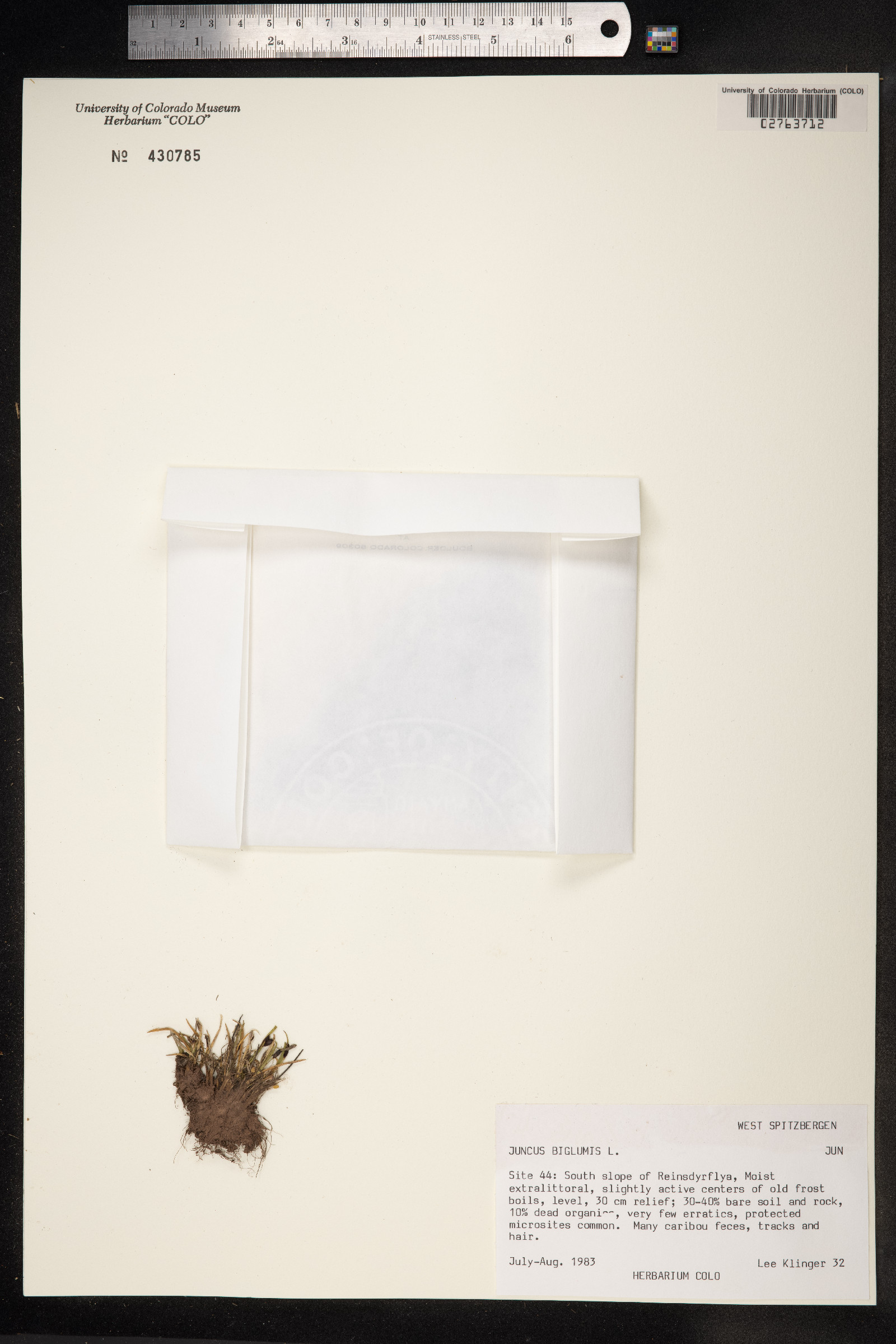 Juncus biglumis image